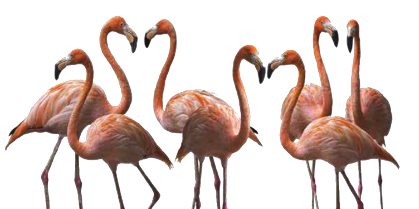Flamingos